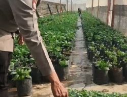 Dinas di Lamongan, Bertani di Madiun, Aiptu Sugeng Buktikan Polisi Bisa Jadi Motor Ketahanan Pangan