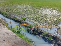 Niat Bersihkan Saluran Air, Kakek 79 Tahun Warga Desa Tiron Meninggal Tersengat Listrik Jebakan Tikus di Sawah