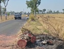 Pengendara Motor Tewas di Jalan Raya Kaibon Kebonsari Tertimpa Pohon, Mengarah ke Pidana