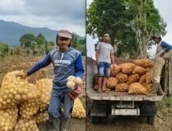 Petani Kare Madiun Sukses Besar Panen Kentang di Lahan Eks HGU